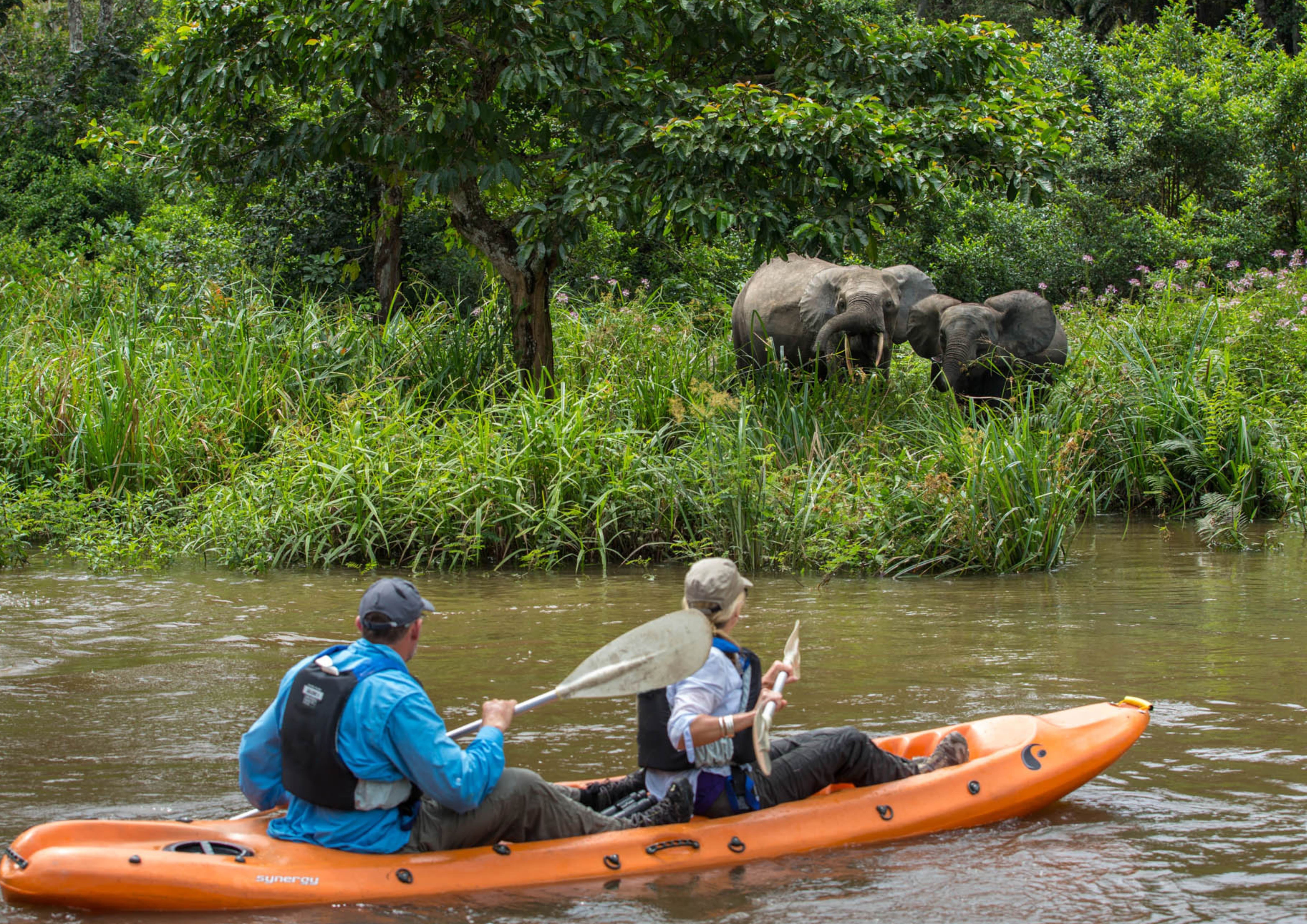 Photo from 10-Day Odzala Odyssey Gorilla Trekking & Congo Rainforest Safari safari tour